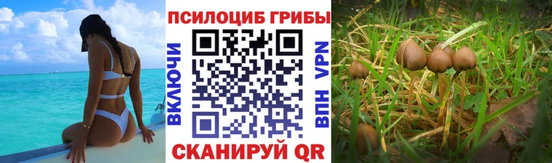 Псилоцибиновые грибы Psilocybine cubensis  дарк нет наркотические препараты  Полевской 